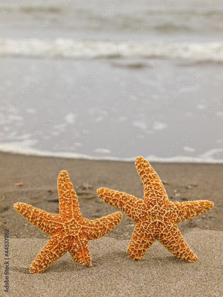 Two Starfish on the Shoreline with Waves in the Background Two Starfish on the Shoreline with Waves in the Background