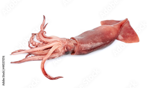 nice fresh squid isolated