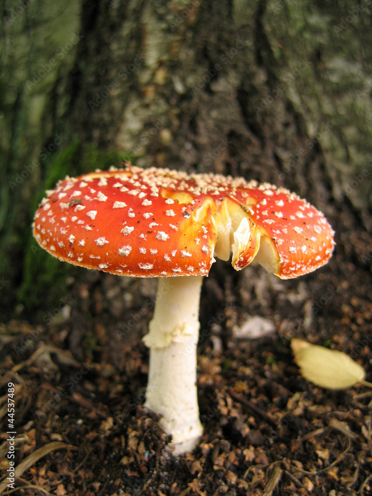 Fototapeta premium Flyagaric - a poisonous inedible mushroom