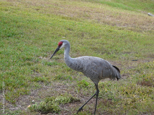 crane