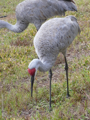 birds