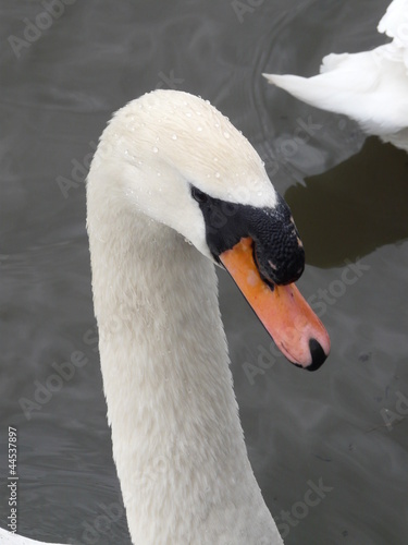 swan