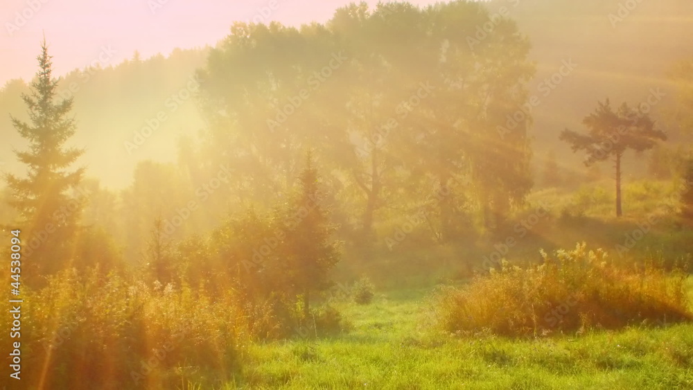 nature summer morning scene sunny forest nature summer morning scene sunny forest