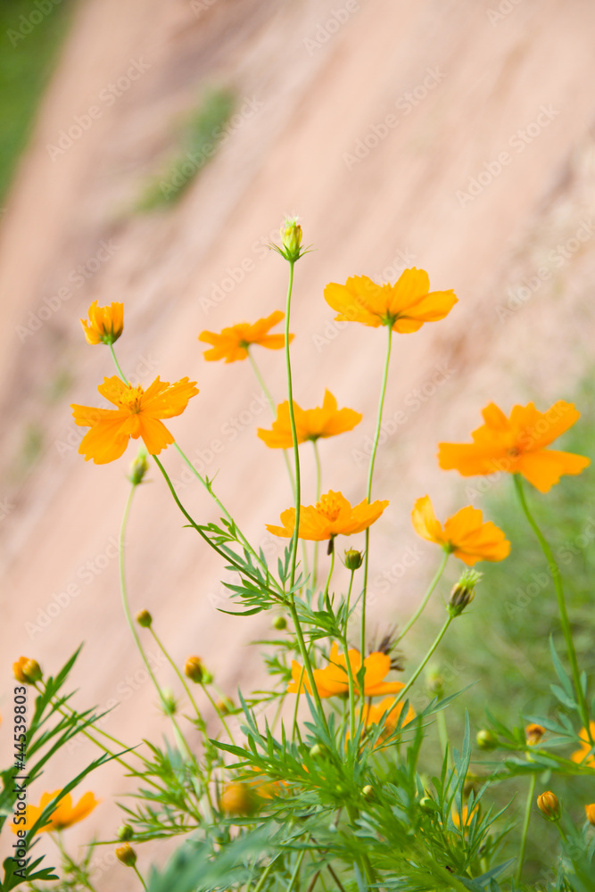 Fototapeta premium Marigold orange flower