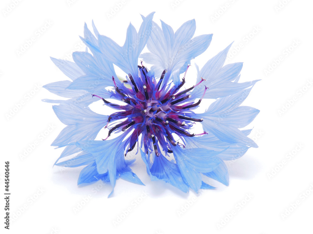 Obraz premium cornflowers on a white background