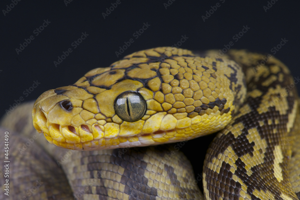 Obraz premium Timor python / Python timoriensis