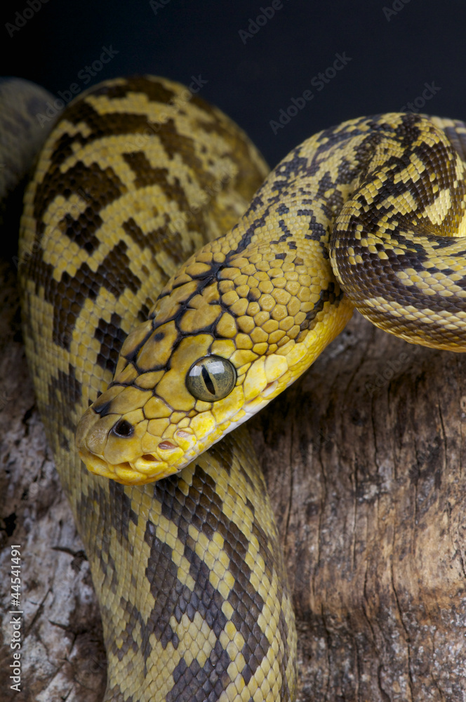 Fototapeta premium Timor python / Python timoriensis