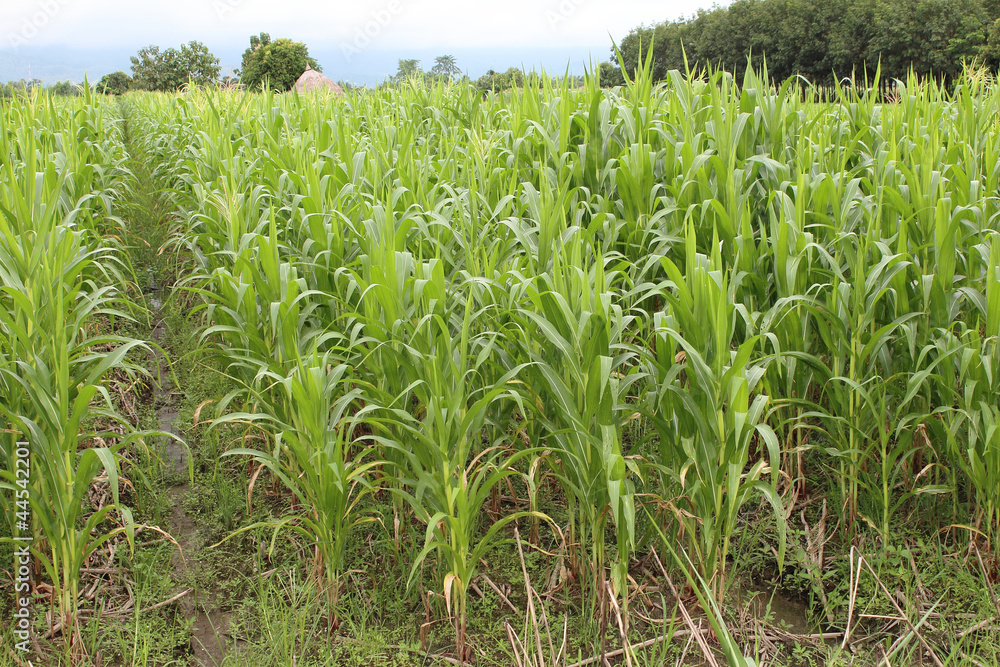 Obraz premium Corn plantation in Thailand.
