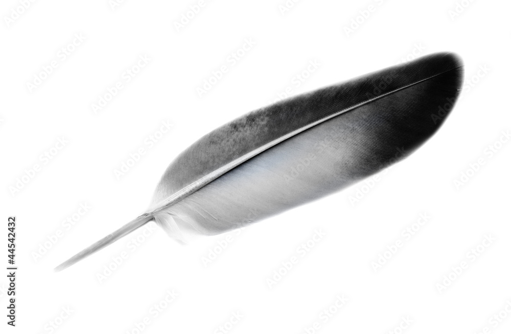 feather of a bird isolated on white background feather of a bird isolated on white background