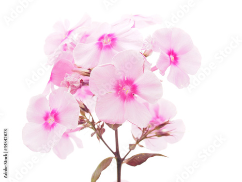 pink phlox on a white background © enskanto