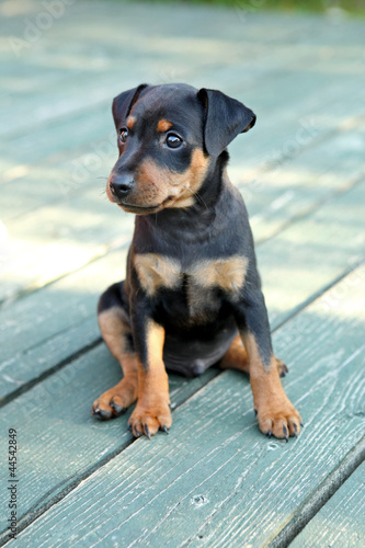 The Miniature Pinscher puppy, 1,5 months old