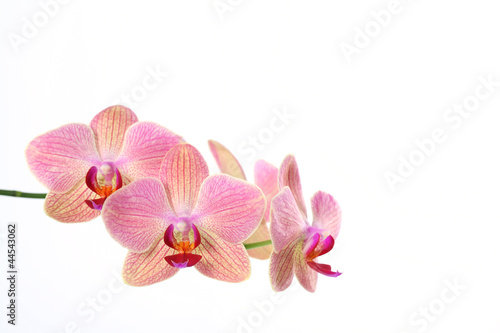 Fototapeta Naklejka Na Ścianę i Meble -  Orchidee