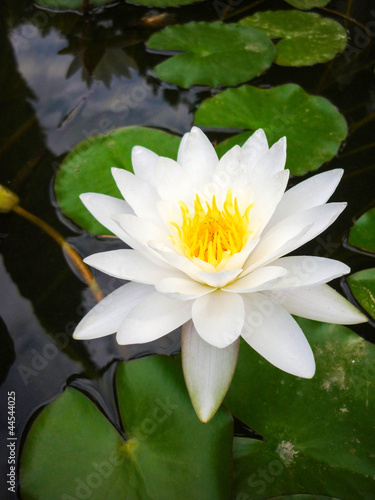 Photos White water-lily