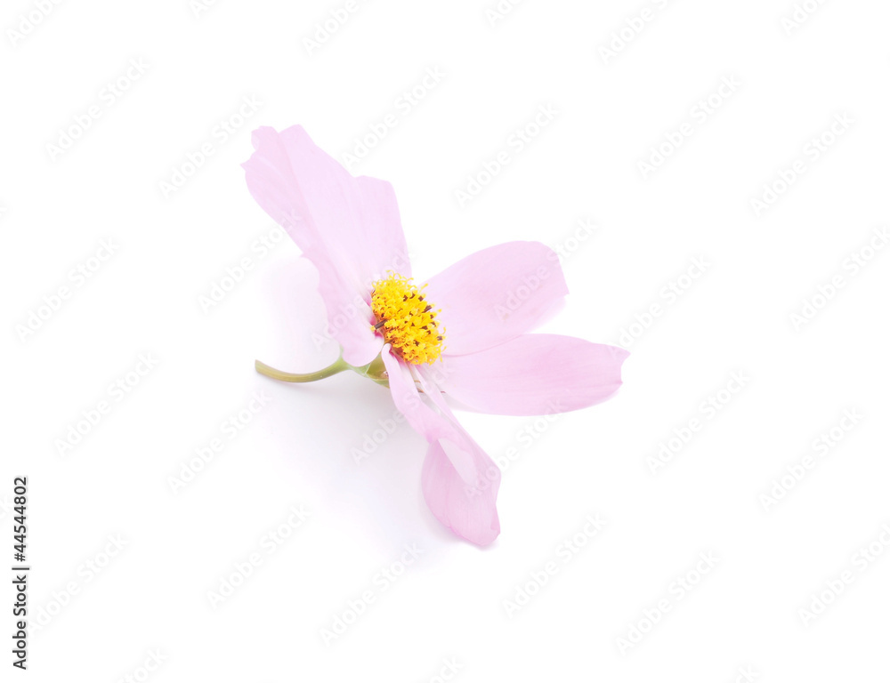 Fototapeta premium kosmeya flower on a white background