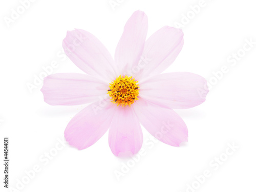 kosmeya flower on a white background