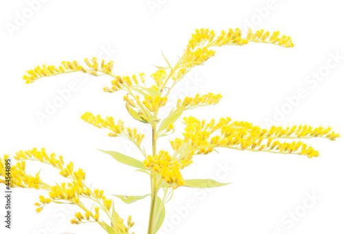 goldenrod flower on a white background