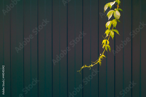 Green branch plants over metallic fence