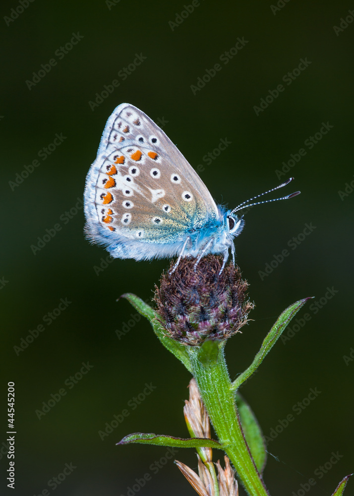 Fototapeta premium Common Blue butterfly (Polyommatus icarus)