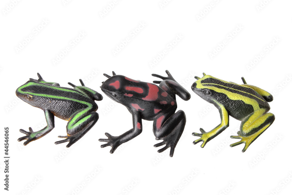 Obraz premium Frogs