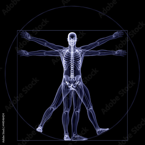 Skeleton X-Ray - Vitruvian