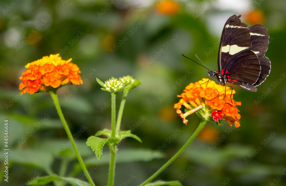 Fototapeta premium Schmetterling auf einer Blume
