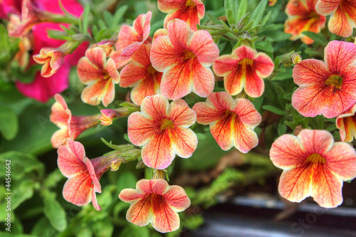 Trailing petunia surfinia  in a hanging basket