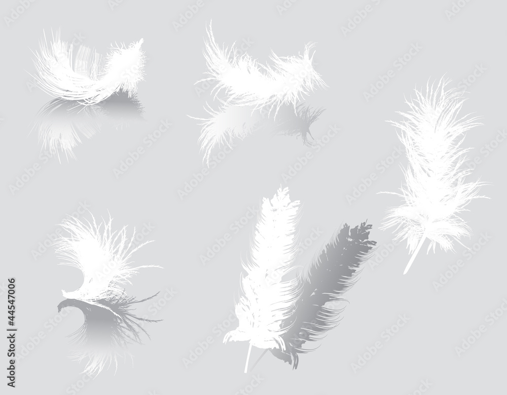 white feathers isolated on gray background white feathers isolated on gray background