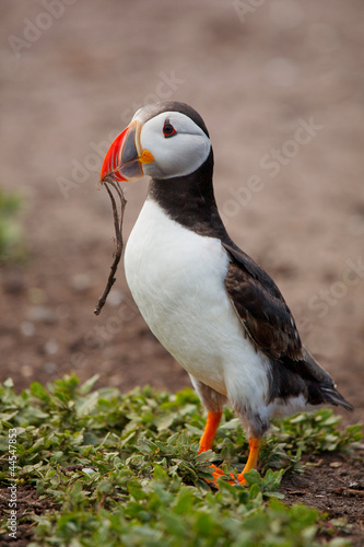 Puffin with stick