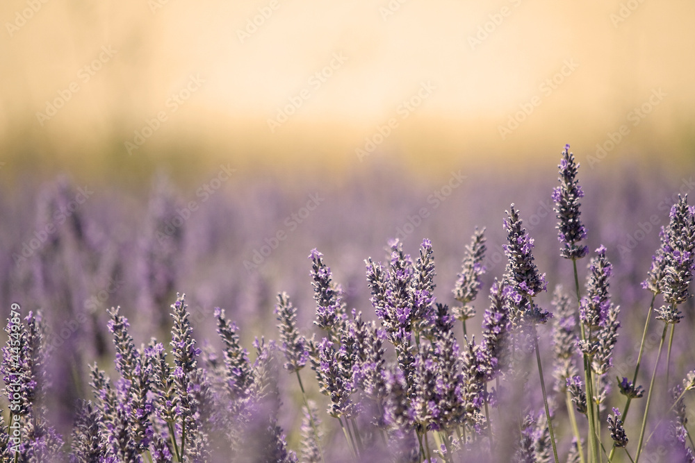 Summer Meadow with Flower. Lavender. - obrazy, fototapety, plakaty 