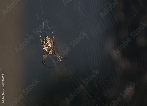 Slika na platnu Araneus diadematus