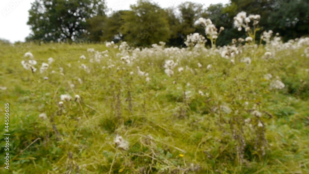 Thistles showing thistledown. Thistles showing thistledown.