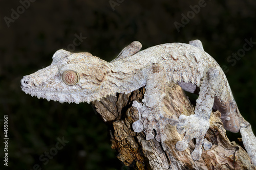 giant leaf-tail gecko  marozevo