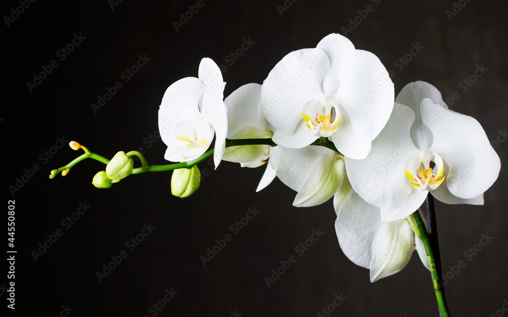 Close-up of white orchids (phalaenopsis) against dark background - obrazy, fototapety, plakaty 