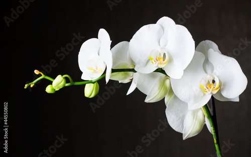Close-up of white orchids (phalaenopsis) against dark background
