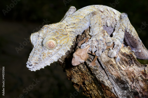  hostage situation   giant leaf-tail gecko  marozevo
