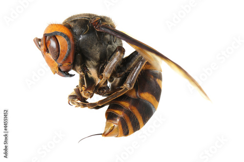 Japanese giant hornet photo