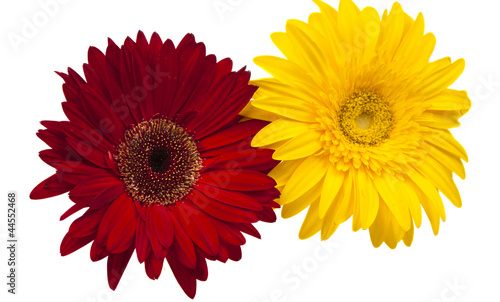 yellow and red gerbera isolated