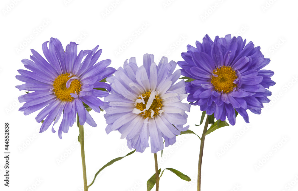 Fototapeta premium aster isolated