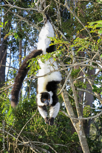 black-and-white ruffed lemur, lemur island, andasibe photo