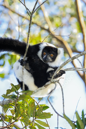 black-and-white ruffed lemur, lemur island, andasibe photo