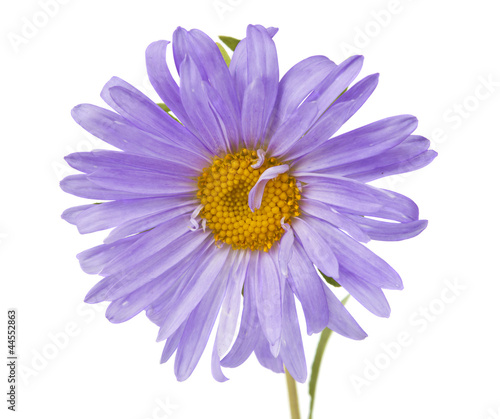 aster isolated