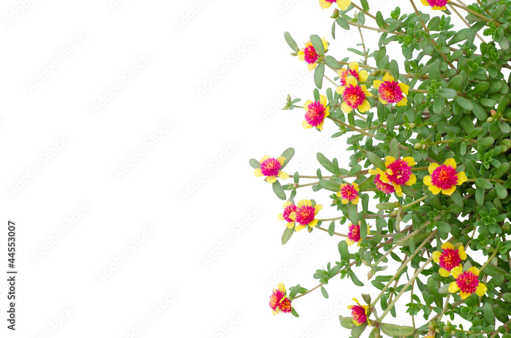 Portulaca flower isolated on white background