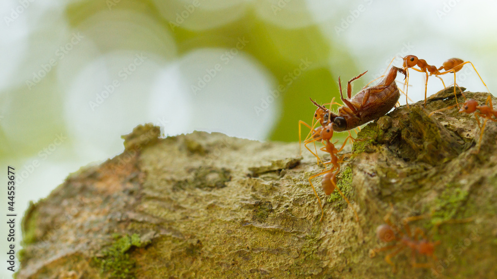 Ants in a tree carrying a death bug Ants in a tree carrying a death bug