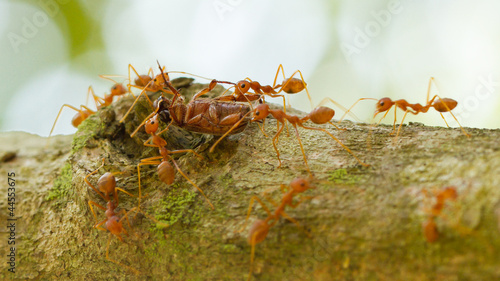 Ants in a tree carrying a death bug