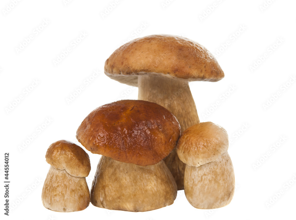 ceps isolated ceps isolated