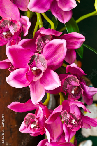 Fototapeta Naklejka Na Ścianę i Meble -  beautiful purple orchid