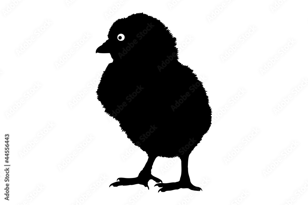 Obraz premium A silhouette of a cute little baby chicken