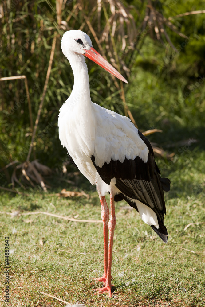 zoo-Stork on his long legs zoo-Stork on his long legs