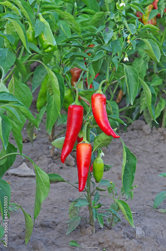 Red pepper