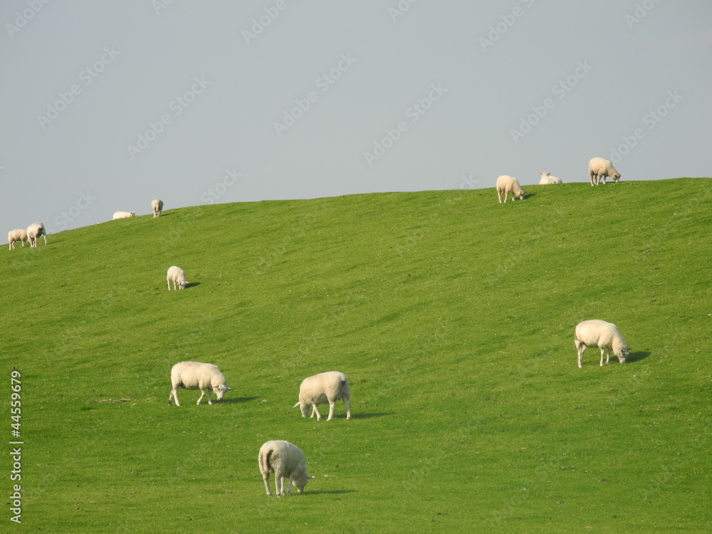 Obraz premium Schafe am Deich